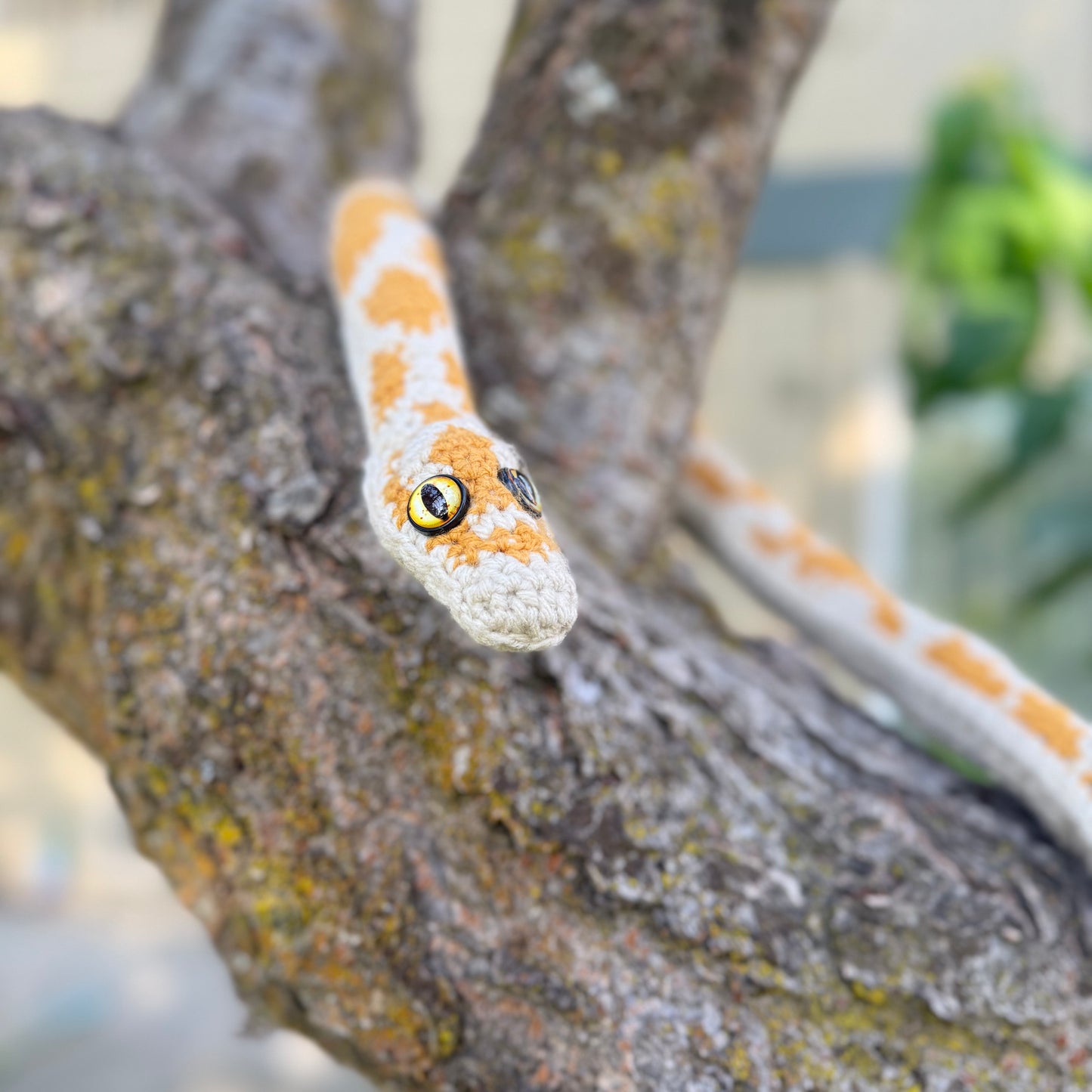 Sunny the Albino Boa