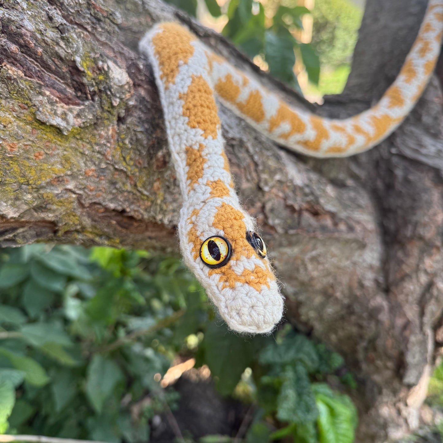 Sunny the Albino Boa