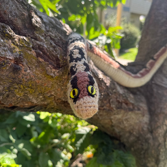 Bandit the Desert Boa
